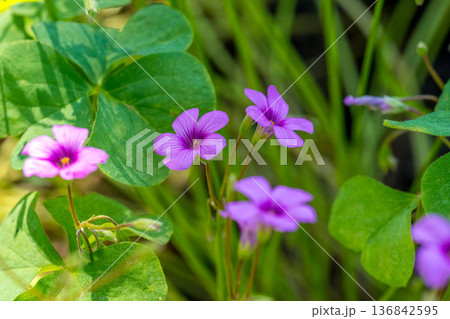 紫色の小さな花~夏の朝~ 紫色の小さな花~夏の朝~ 136842595