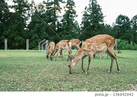 草を食べる鹿 草を食べる鹿 136842842