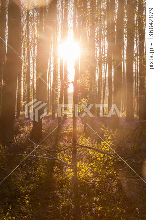 Sunrise illuminating bluebells Sunrise illuminating bluebells 136842879
