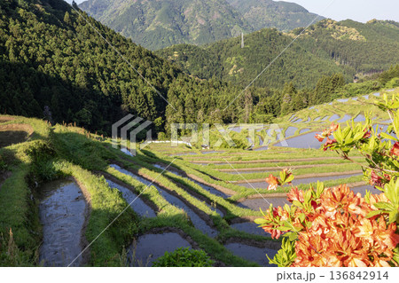 山に囲まれた春の丸山千枚田 山に囲まれた春の丸山千枚田 136842914