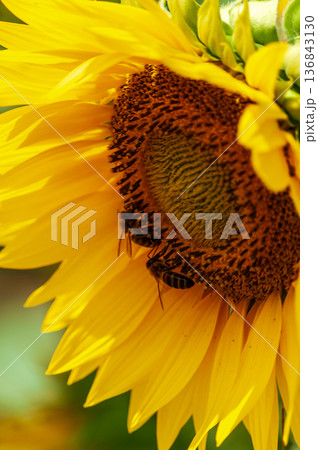 Close-up in a sunflower field 136843130
