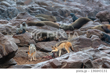 Jackals scavening for seal meat 136843131