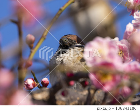 梅の花とスズメ 136843186