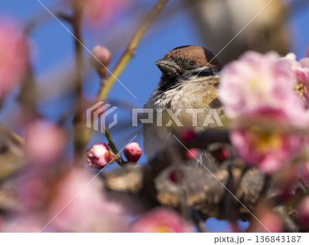 梅の花とスズメ 136843187