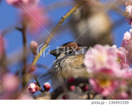 梅の花とスズメ 梅の花とスズメ 136843189