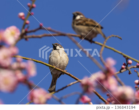 梅の花とスズメ 梅の花とスズメ 136843194