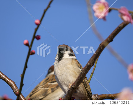 梅の花とスズメ 136843211
