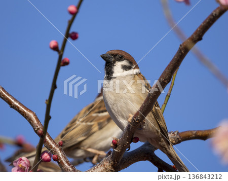 梅の花とスズメ 136843212