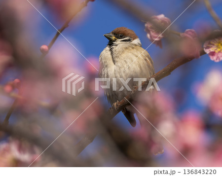 梅の花とスズメ 梅の花とスズメ 136843220