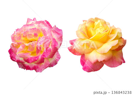 bicolor yellow pink rose closeup pair bicolor yellow pink rose closeup pair 136843238