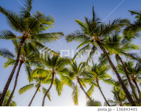 ハワイのヤシの木のある風景 136843405