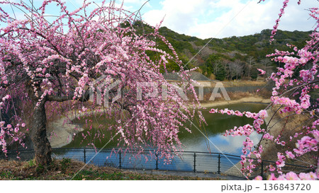 咲き誇る梅の花 咲き誇る梅の花 136843720