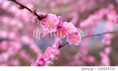咲き誇る梅の花 咲き誇る梅の花 136843722