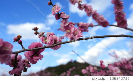咲き誇る梅の花 咲き誇る梅の花 136843723