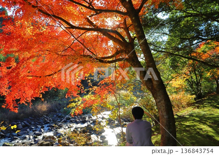 紅葉を眺める少年 太陽 後ろ姿 紅葉を眺める少年 太陽 後ろ姿 136843754