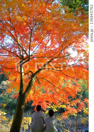 紅葉を眺める兄弟 後ろ姿 紅葉を眺める兄弟 後ろ姿 136843762