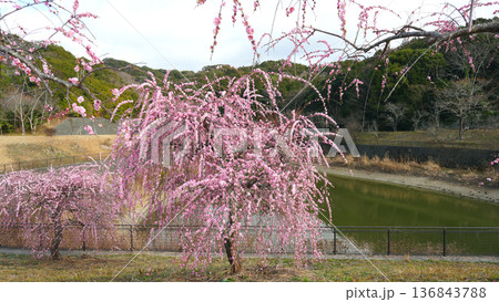 咲き誇る梅の花 咲き誇る梅の花 136843788