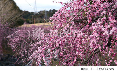 咲き誇る梅の花 咲き誇る梅の花 136843789