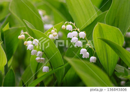 北海道平取町、芽生すずらん群生地で咲く野生のスズラン【6月】 北海道平取町、芽生すずらん群生地で咲く野生のスズラン【6月】 136843806