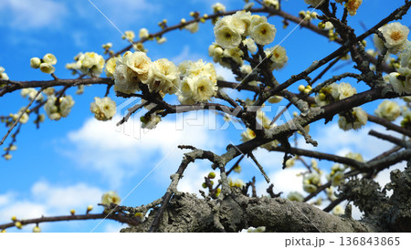 咲き誇る梅の花 咲き誇る梅の花 136843865