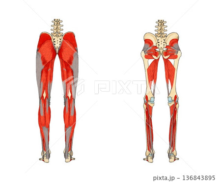 下肢後面の表層とその深部 136843895