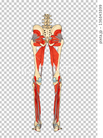 Posterior muscles of the lower limbs (excluding the superficial layer) 136843899