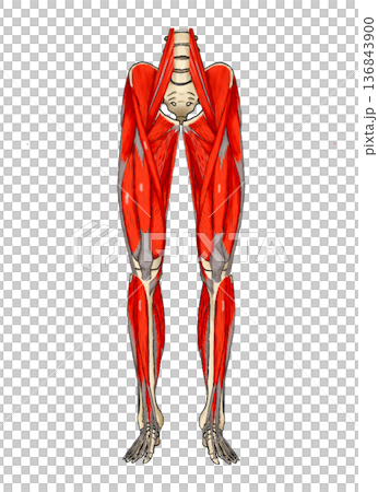 下肢前面表層（余白あり） 136843900