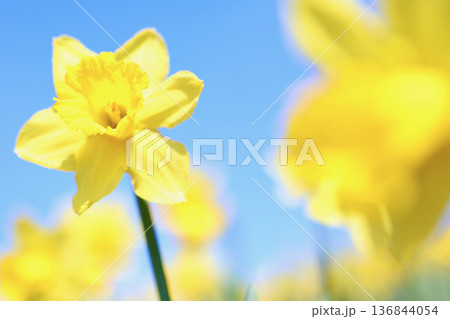 青空に映える水仙 136844054