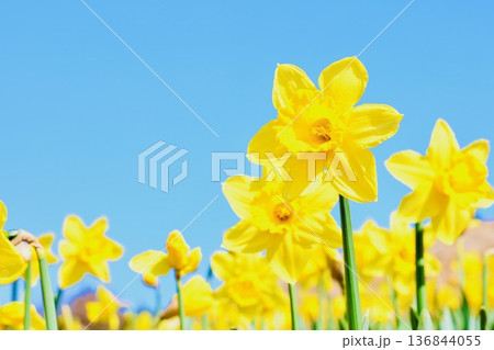 青空に映える水仙 青空に映える水仙 136844055