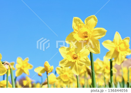 青空に映える水仙 136844056