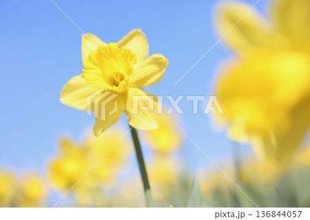 青空に映える水仙 青空に映える水仙 136844057