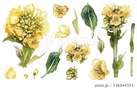 菜の花のリアルな水彩画素材セット 136844353