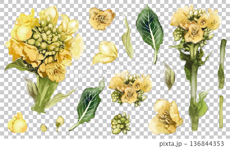 逼真的油菜花水彩畫集 逼真的油菜花水彩畫集 136844353