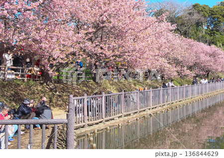 お花見客で賑わう小松ヶ池公園の満開の河津桜 (2026年2月) お花見客で賑わう小松ヶ池公園の満開の河津桜 (2026年2月) 136844629