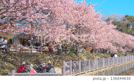 お花見客で賑わう小松ヶ池公園の満開の河津桜 (2026年2月) お花見客で賑わう小松ヶ池公園の満開の河津桜 (2026年2月) 136844630