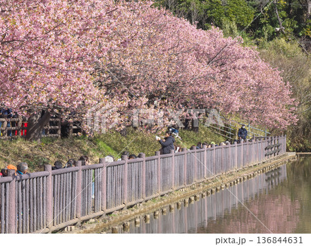お花見客で賑わう小松ヶ池公園の満開の河津桜 (2026年2月) お花見客で賑わう小松ヶ池公園の満開の河津桜 (2026年2月) 136844631