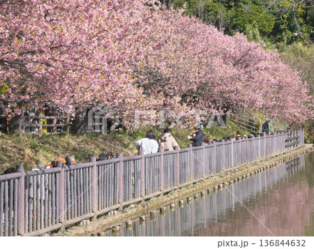 お花見客で賑わう小松ヶ池公園の満開の河津桜 (2026年2月) お花見客で賑わう小松ヶ池公園の満開の河津桜 (2026年2月) 136844632