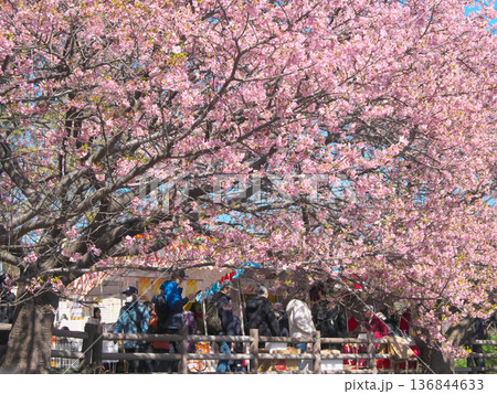 お花見客で賑わう小松ヶ池公園の満開の河津桜 (2026年2月) お花見客で賑わう小松ヶ池公園の満開の河津桜 (2026年2月) 136844633