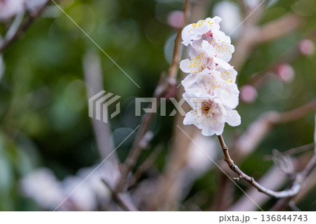 白い梅の花 136844743