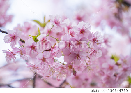 春の訪れを告げる河津桜 136844750