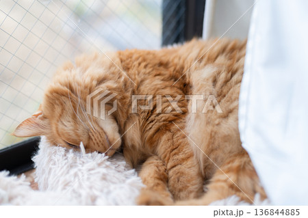 窓辺で眠る猫　茶トラ猫 136844885