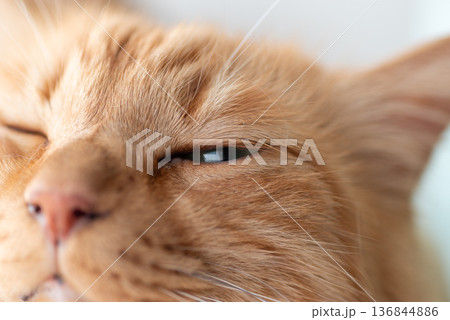 窓辺でくつろぐ可愛い猫 茶トラ猫 窓辺でくつろぐ可愛い猫 茶トラ猫 136844886