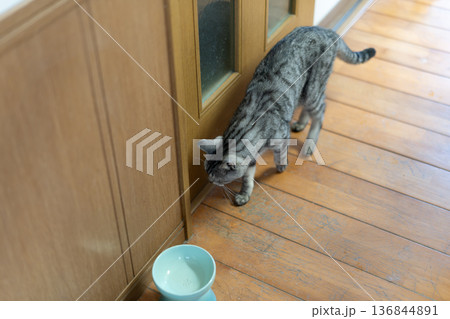 ドアの前で待つ猫 サバトラ猫 ドアの前で待つ猫 サバトラ猫 136844891