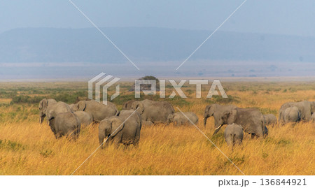 African Elephants grazing in the serengeti African Elephants grazing in the serengeti 136844921
