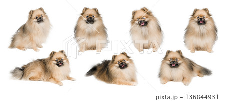 Set of cute Pomeranian spitz dogs isolated on white background 136844931