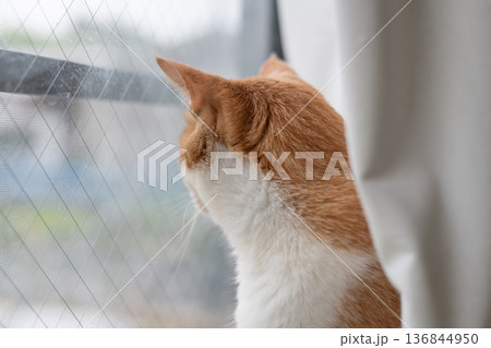 窓の外を眺める可愛い猫　茶トラ白 136844950