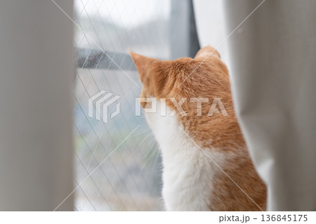 窓の外を眺める可愛い猫　茶トラ白 136845175