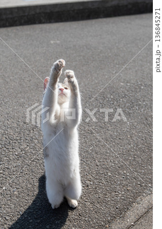 パンチを出す可愛い猫 136845271