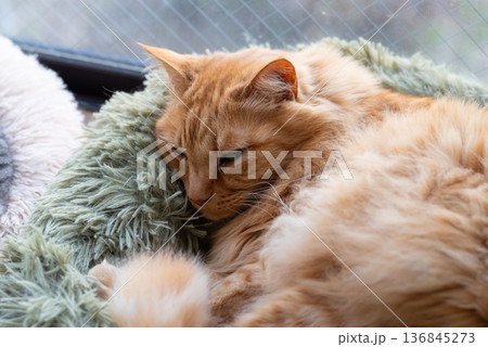 窓辺で眠る猫　茶トラ猫 136845273