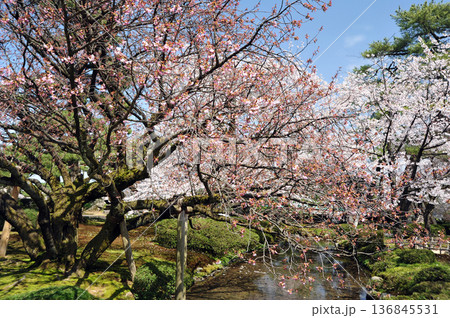 兼六園熊谷桜 兼六園熊谷桜 136845531